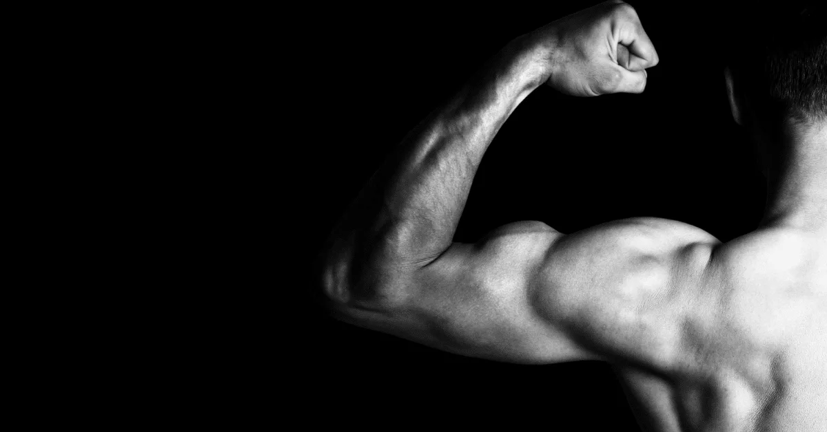 The Anatomy And Physiology Of Muscles: Weight Training